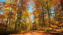 Colorful Forest Of Deciduous Trees On A Nice Sunny Autumn Day With Blue Sky, With The Camera Moving Along A Path Covered With Foliage Under Tall Beech Trees