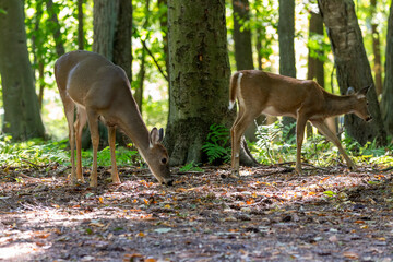 Fototapete - The white-tailed deer or Virginia deer in the autumn forest.