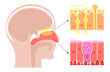 nasal cavity anatomy