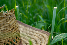 An Old Straw Hat On The Green Grass, Close-up, Selective Focus.