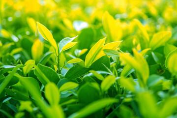 Wall Mural - Close up Green leaves Nature background.