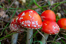 Close-up Of Four Amanita Muscaria Mushrooms, A Red Young Mushroom Growing In The Forest In Autumn. Poisonous Hallucinogenic Mushroom, Treatment Of Worms For Wild Animals In Nature