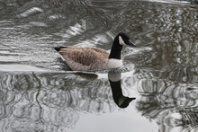 Closeup Of The Canada Goose Swimming In The Water.