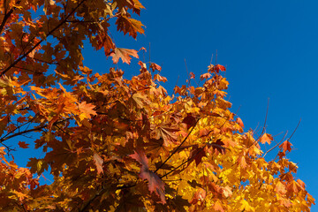 Autumn background for design. Yellow, red and orange leaves of trees against the blue sky.