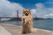 Cute Pomeranian Dog Golden Gate Bridge San Francisco Portrait