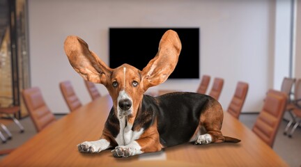 Sticker - Adorable cute smart dog in living room