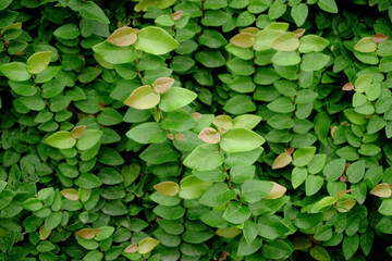 Wall Mural - Green plant outdoor garden, leaf tree summer background