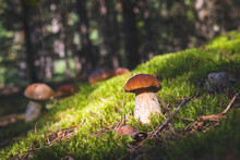 Brown Cap Porcini Mushrooms In Forest