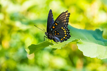Red-Spotted Purple (Limenitis Arthemis) Butterfly