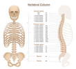 Skeleton with spine, thorax, pelvic bone and skull - labeled vertebral column chart with names and numbers of the vertebras. Isolated vector illustration on white background.
