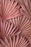 Fototapeta Boho - Dried pink tropical palm tree leaf boho style fashionable decoration background