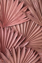 Dried Pink Tropical Palm Tree Leaf Boho Style Fashionable Decoration Background