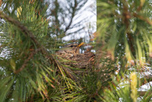 Yellow-throated Thrush Chicks In A Nest In A Tree. Open Their Beak And Ask For Food