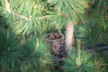 Yellow-throated Thrush Chicks In A Nest In A Tree. Open Their Beak And Ask For Food