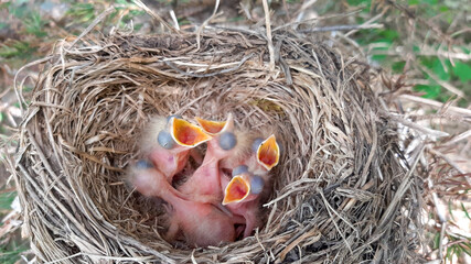 Yellow-throated thrush chicks in a nest in a tree. open their beak and ask for food