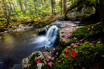 Wall Mural - Colorful Canadian creek in Mont Tremblant national park 