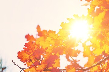 Wall Mural - Autumn yellow colored leaves on a blurred forest background. Colorful foliage in the autumn park.