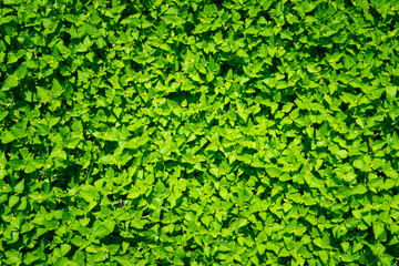 Wall Mural - Top view of green leaves, Idea Ideas for Green Backgrounds, Backyard for background, Dark vision concept, Green leaves background.