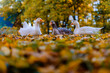 Group of white and brown geese sitting on colorful autumn leaves. Low angle view, close-up, copy space.