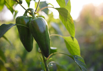 Two sweet green peppers on a bush. Dusty peppers in natural conditions. Sunset sun, close-up, free space for text.