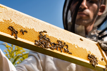 Poster - close up view of bees on honeycomb near blurred beekeeper against blue sky