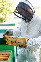 Apiarist In Beekeeping Suit Holding Frame With Honeycomb And Bees On Apiary