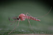 Zuckmücken (Chironomidae), nahaufnahme