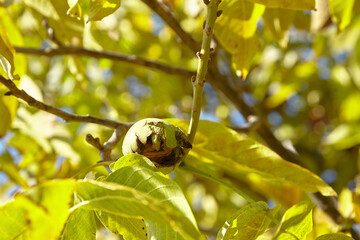 Walnut tree with ripe walnut fruit on branch