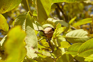 Sticker - Walnut tree with ripe walnut fruit on branch