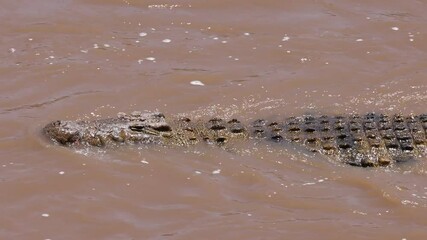 Wall Mural - A Crocodile in Africa Video Clip 