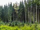 Fototapeta Perspektywa 3d - Neubepflanzung im Mischwald