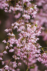 Wall Mural - Prunus subhirtella - Rosebud cherry with many pink flowers.