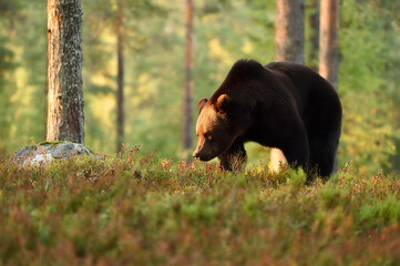 brown bear at sunset in the forest, powerful pose