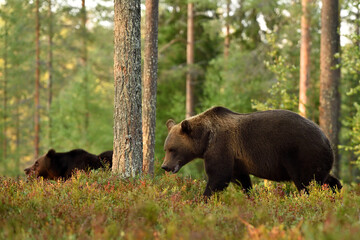 Wall Mural - two brown bears walking in the forest at summer