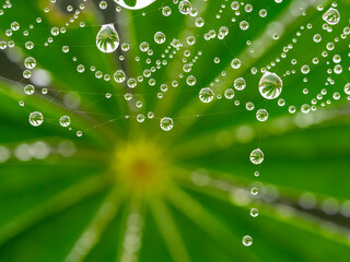 dewy spider web - net and green leaf - macro photography
