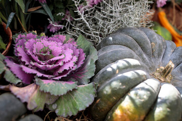 Ornamental purple brassica cabbage and large green pumpkin adorn the farm stall