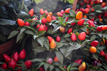 Sweet and chili pepper capsicum decorate the windowsill