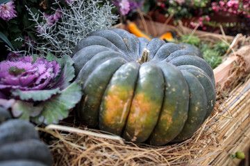 Ornamental purple brassica cabbage and large green pumpkin adorn the farm stall