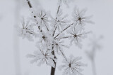Fototapeta Dmuchawce - Dried plants in a winter park. The plants are covered with beautiful snow patterns. Close-up shot. Against the background of the sky.