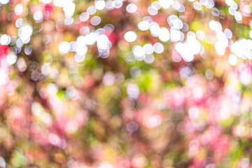 Wall Mural - Beautiful blurred colorful autumn background. Bright abstract bokeh.