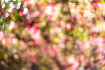 Wall Mural - Beautiful blurred colorful autumn background. Bright abstract bokeh.