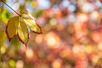 Wall Mural - Beautiful yellow autumn leaf with red edge and blurred colorful foliage at the background.