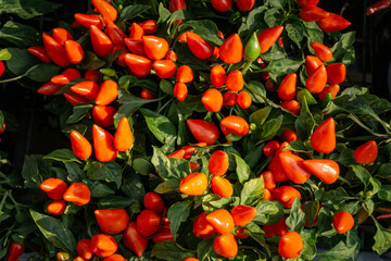  An overhaed shot of a red ornimental pepper plant. (capsicum annuum) seen in a garden centre outdoor market