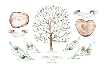 Watercolor Genealogical Family tree. Watercolor children's tree botanical season isolated illustration. olive, oak and cypress. Green forest ecology branch and leaves.