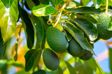 Green ripe avocados fruits hanging on avocado trees plantation