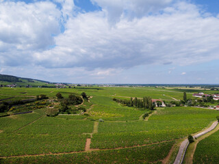 Aerian view on green grand cru and premier cru vineyards with rows of pinot noir grapes plants in Cote de nuits, making of famous red Burgundy wine in Burgundy region of eastern France.