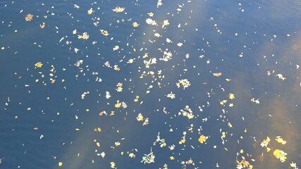 Wall Mural - Background from fallen leaves. Wallpaper of maple leaves on the water. Autumn. Day. Sunny. Russia.