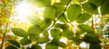 Herbstwald Bunt Mit Ast Und Blättern Im Gegenlicht. Sonnenstrahlen Farbenfroh