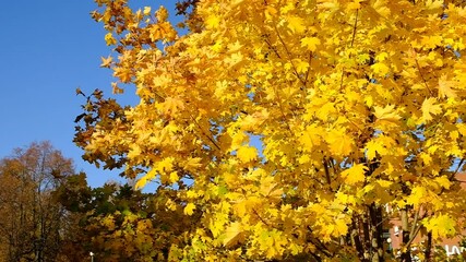 Wall Mural - Yellow autumn leaves against the blue sky. Trees and branches dressed in gold. Autumn. Day. Sunny. Russia.