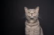 cute funny tabby british shorthair cat looking suspiciously at camera portrait on black background with copy space